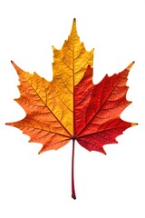 Fototapeta premium Single large maple leaf isolated on white background, deciduous, leaves, tree