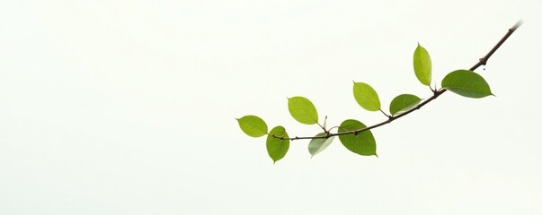 Obraz premium Single branch with leaves against white backdrop, white backdrop, foliage