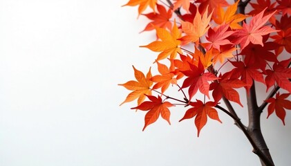 Branches of maple tree against clean white wall, maple tree, leafy, maple