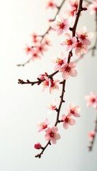 Isolated branches on a white background, with soft focus and warm lighting, isolated branches, wooden texture