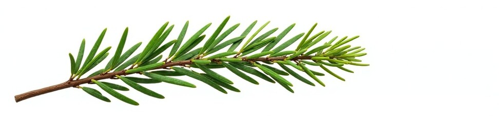 Obraz premium Single isolated evergreen branch against a white backdrop, tree, isolated, evergreen branch