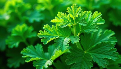 Intricate parsley leaf pattern, vibrant green hues, parsley, image, botanical