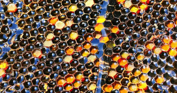 Close up of honey comb frame full with sweet honey