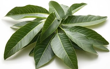 Obraz premium Vibrant Green Leaves Bunch Close Up Studio Shot