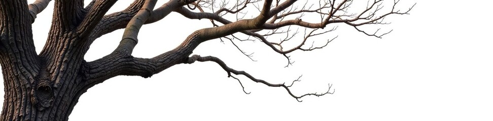Thick and gnarled branches against a stark white background, wood texture, tree bark