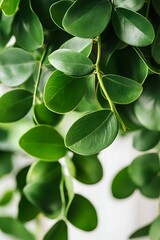 Obraz premium Vibrant Green Leaves Close Up Nature Photography