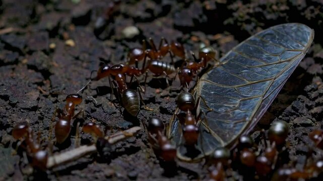Grupo de hormigas cooperando en el suelo del bosque mientras intentan transportar una gran hoja seca entre todas.
