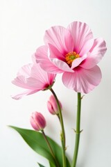 Fototapeta premium Stunning arrangement of pink eustoma flowers against a pure white background, vibrant, springtime, celebration