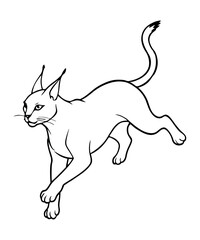 Caracal