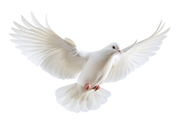 Obraz premium A solitary white bird spreads wings during graceful and focused flight