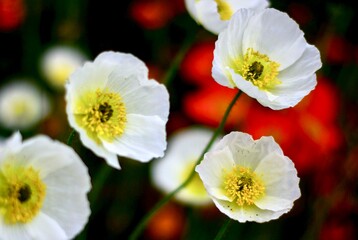 close up of delicate papery white poppies with yellow centers and red flowers blurred in background
