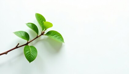Fototapeta premium Branch with twigs and leaves against a clean white surface, plant, twigs, white