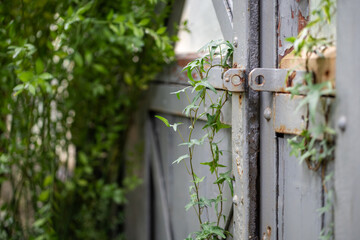 Old grey wooden doors with Hedera leaves indoors. Closeup of antient overgrown door with ivy leaves in greenhouse.