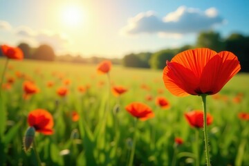 Crimson poppies sway gently in a sun-drenched meadow , environment, nature
