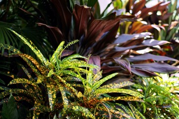 Obraz premium lush tropical foliage in contrasting bright speckled green and dark purple colors