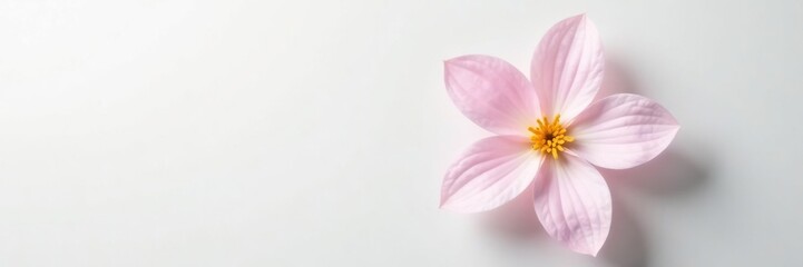 Fototapeta premium A delicate flower on a white background against a subtle gradient, floral, blossom