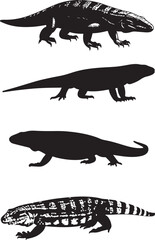 Argentine Black and White Tegu Silhouettes - Large Lizard Icon

