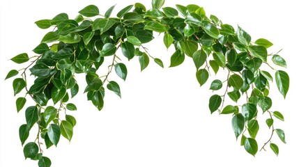 Fototapeta premium Lush Green Ficus Leaves Forming a Natural Arch, Perfect for Backgrounds or Decorative Use in Various Settings