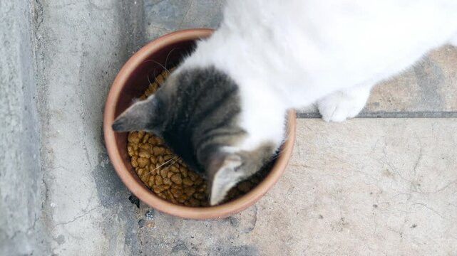 Cat enjoys a meal from a clay bowl on a sunny day
