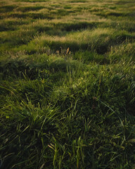 A freshly mowed, lush green lawn with sharp edges and neat appearance.