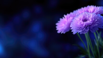 Obraz premium Soft, delicate purple flowers on dark background