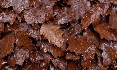 Abundant Brown Leaves with Glistening Water Droplets on Ground Creating a Natural Beautiful Autumn Background for Nature or Strolls in the Forest