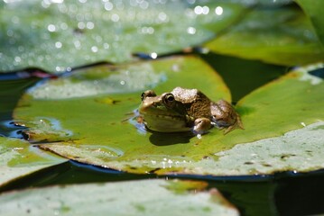 closeup of frog in pond
