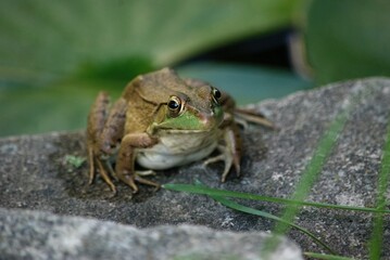 closeup of frog in pond