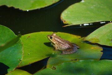 closeup of frog in pond