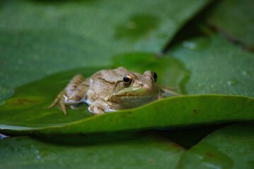 closeup of frog in pond