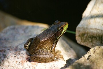closeup of frog in pond