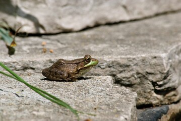 closeup of frog in pond