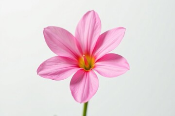 Fototapeta premium Single flower isolated on white background with delicate petals, blossom, petals