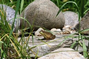 closeup of frog in pond