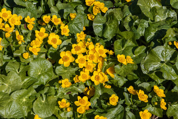 A clump of marsh marigolds (Caltha palustris), top view
