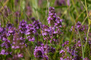 Lilac pink flowers of broad-leaved thyme (Thymus pulegioides) in the meadow