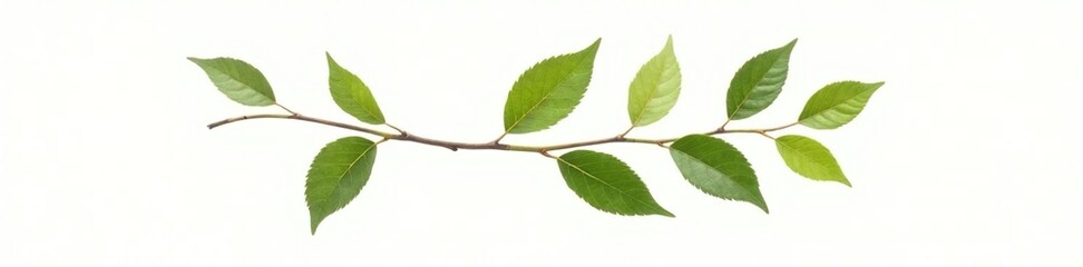 Single isolated branch with leaves on a white background, white background, isolated branch