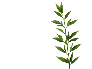 Obraz premium Minimalist Botanical Leaf Branch on White Background: Nature-Inspired Simplicity and Elegance