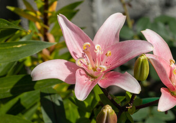 A close up of pink double lily of the 'Elodie' variety (Asiatic hybrid lily) in the garden