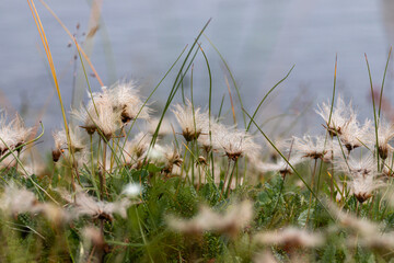 Flora of Chukotka: a close up of seed heads of the Mountain avens (Dryas octopetala) plants