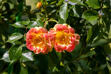 Close up of roses of the 'Bees Paradise Rose Fruity' variety (Rosa Bienenweide Fruity), Rosen Tantau 2019. A floribunda rose with mango-mandarin-raspberry hues, very popular with bees
