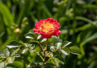 Close up of rose of the 'Bees Paradise Rose Fruity' variety (Rosa Bienenweide Fruity) - a floribunda rose with mango-mandarin-raspberry hues
