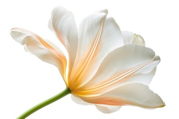 Fototapeta premium Elegant White Tulip Flower Blossom Close up