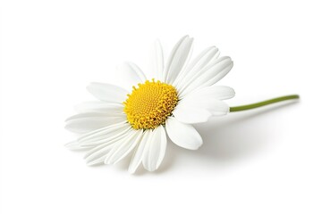 Fototapeta premium Single Chamomile Flower on White Background