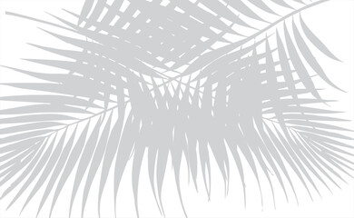 Realistic transparent shadow from a leaf of a palm tree on the white background. Tropical leaves shadow. Mockup with palm leaves shadow. Vector illustration.png