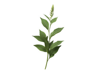 Fototapeta premium Single Green Plant Stem with Leaves on White Background