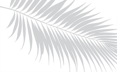 Realistic transparent shadow from a leaf of a palm tree on the white background. Tropical leaves shadow. Mockup with palm leaves shadow. Vector illustration.png