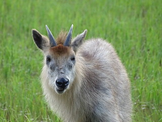 ニホンカモシカ