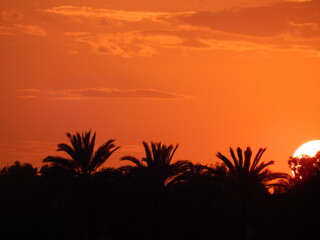Palm Shadows Under an Orange Glow