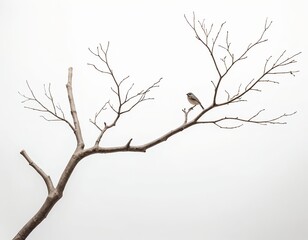 Obraz premium Solitary Bird on Bare Branch